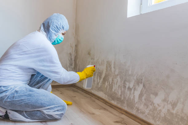Licensed Mold Inspection service in Roselle Park, NJ - WQB Mold Removal